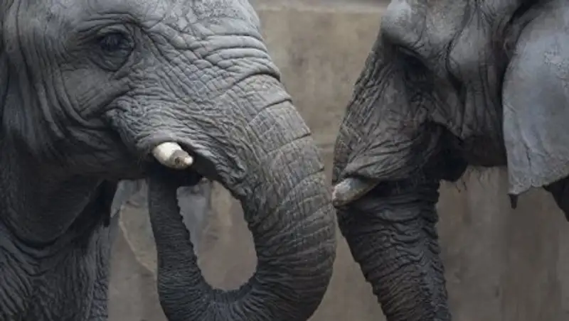 В Таиланде слоны-гопники остановили и ограбили грузовики с фруктами