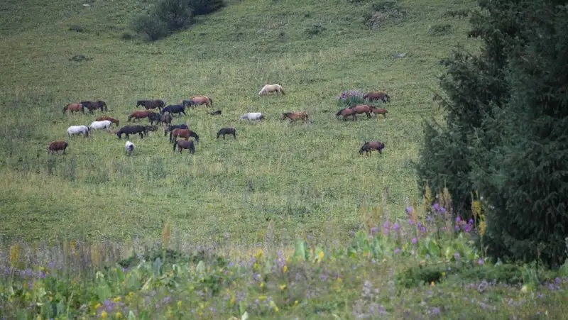 Правила пользования объектами растительного мира разработали в Казахстане