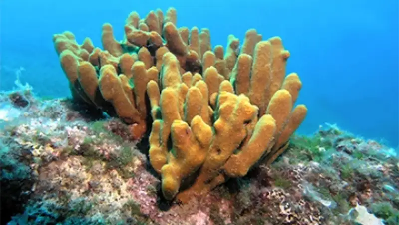 Названо древнейшее животное на Земле