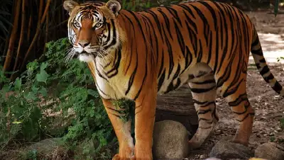 тигра в зоопарке
