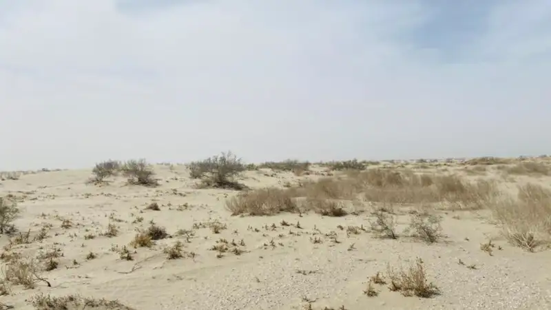Казахстан предложил Узбекистану объединить усилия по высадке саксаула на дне Аральского моря