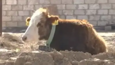 скриншот, фото - Новости Zakon.kz от 23.02.2018 06:13