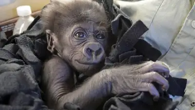 Zakon.kz, фото - Новости Zakon.kz от 27.12.2014 15:38