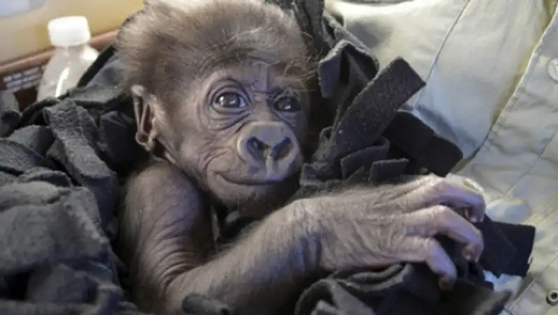 Люди воспитали детеныша гориллы в зоопарке Цинциннати