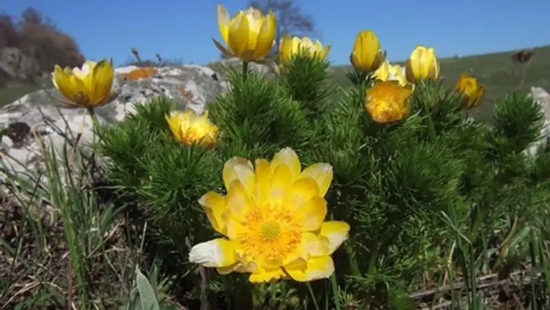 В Астане обнаружили цветы, находящиеся под угрозой исчезновения