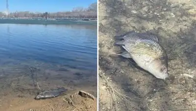 inform.kz, фото - Новости Zakon.kz от 15.04.2021 18:50