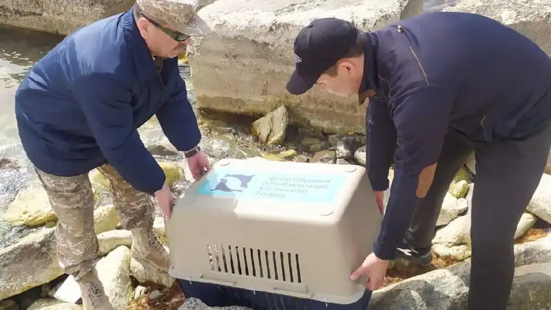 Тюленя спасли в Актау