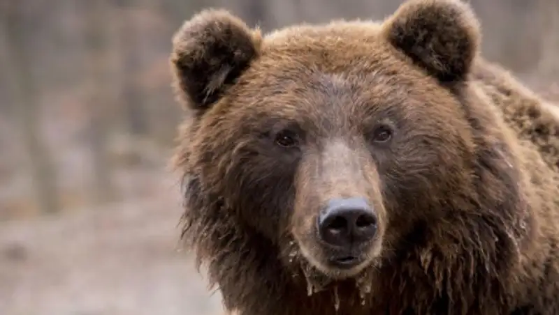 Необычное поведение медведей зафиксировала фотоловушка в ВКО