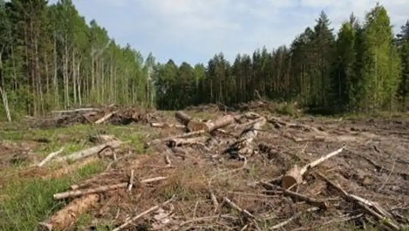 Крупные нарушения природоохранного законодательства выявили в парке «Бурабай»