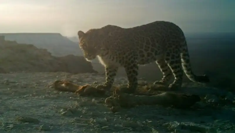 Устюртскому леопарду дали имя