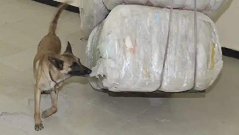 Собака обнаружила марихуану у узбекистанца, следовавшего в Казахстан