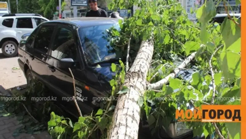 Дерево упало на автомобиль в центре Уральска
