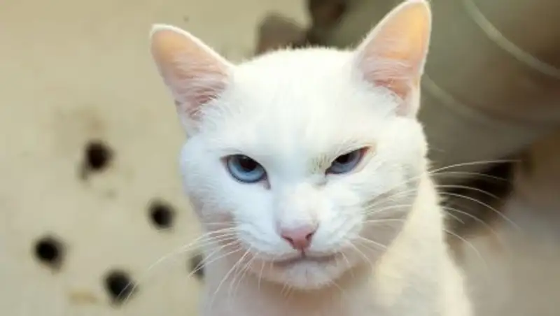 Эрмитажный кот-предсказатель сбросил вес и активно готовится к ЧМ-2018