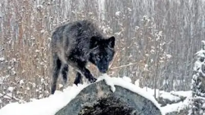 Zakon.kz, фото - Новости Zakon.kz от 31.01.2015 15:32