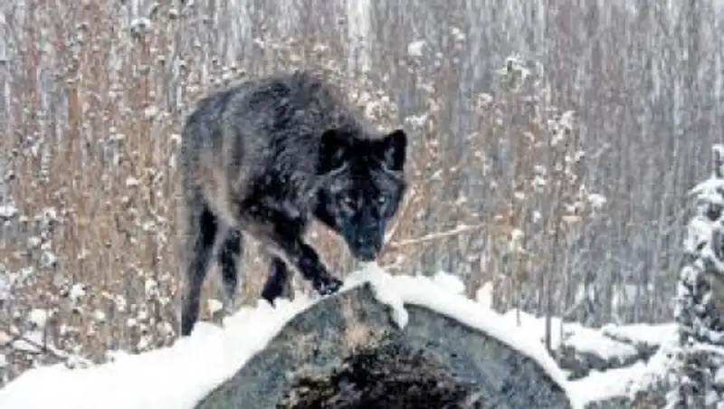 В ВКО ведут поиски волка-мутанта