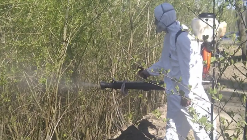 В Степногорске впервые за последние 10 лет проводится масштабная дезинсекция