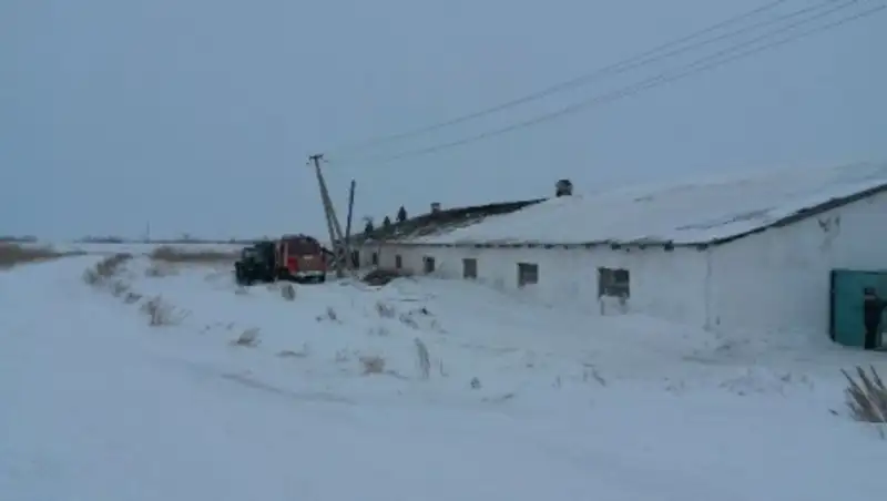 Сторож и 78 голов скота погибли в результате пожара на животноводческой базе в СКО