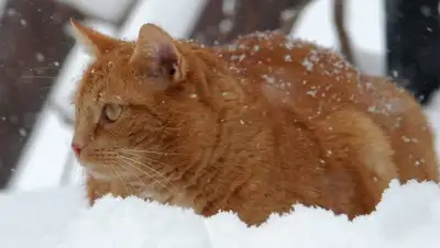 pxhere.com, фото - Новости Zakon.kz от 07.11.2019 06:00