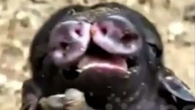 В Китае родился двухголовый поросенок с 2 пятачками и 8 ногами