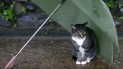 Zakon.kz, фото - Новости Zakon.kz от 30.04.2017 23:28