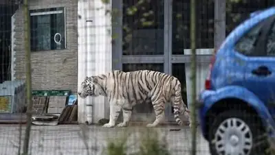 Zakon.kz, фото - Новости Zakon.kz от 29.01.2017 14:54