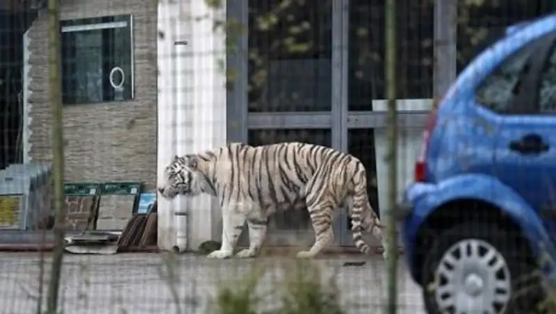 В Италии бенгальский тигр сбежал из цирка