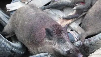 Zakon.kz, фото - Новости Zakon.kz от 29.03.2017 23:14