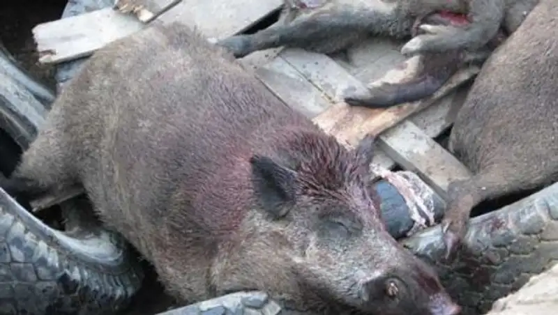 11 туш дикого кабана изъяли у браконьеров в Акмолинской области