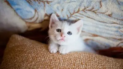 соцсети, фото - Новости Zakon.kz от 04.06.2018 21:59