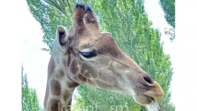 Zakon.kz, фото - Новости Zakon.kz от 31.10.2016 01:51