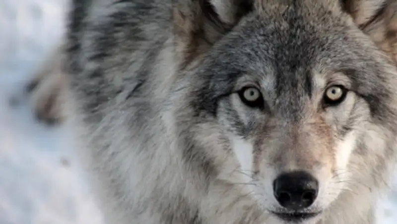 Волка, забежавшего в село в Павлодарской области, застрелил егерь