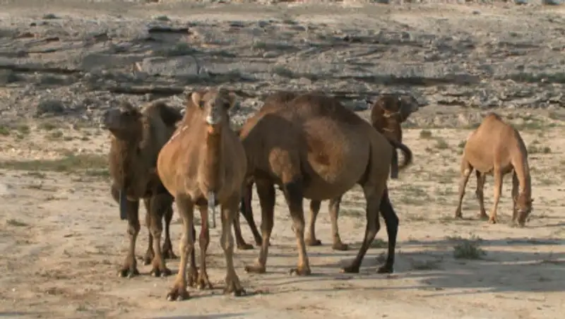 В Мангистау у верблюдов выявили оспу
