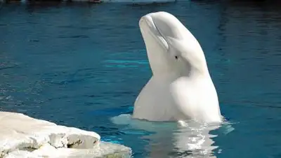 pixabay.com, фото - Новости Zakon.kz от 15.09.2021 08:51