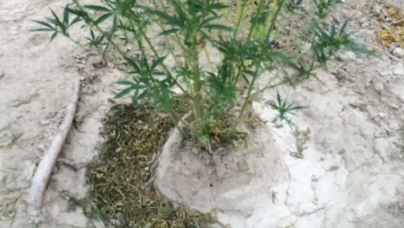 За 4 месяца правоохранительными органами выявлено более 1000 наркопреступлений