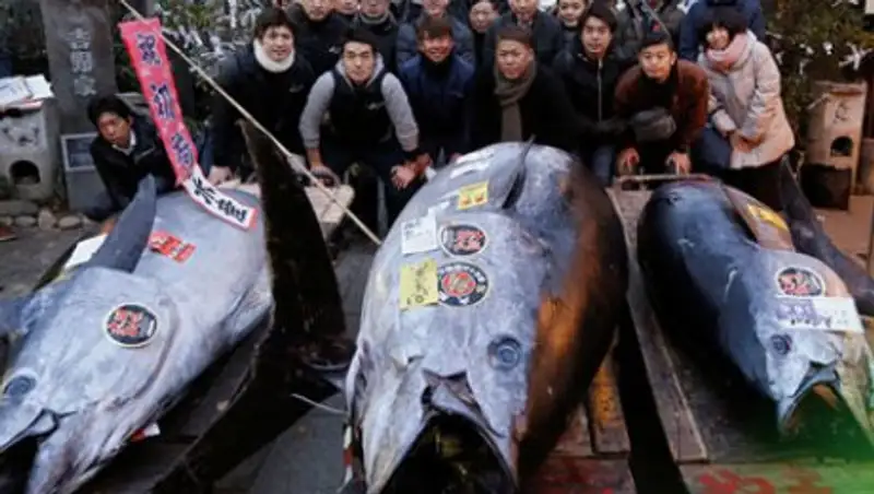 Огромного тунца продали за 323 тысячи долларов