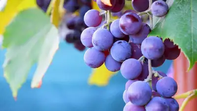 сколько винограда можно есть, фото - Новости Zakon.kz от 27.08.2022 06:02