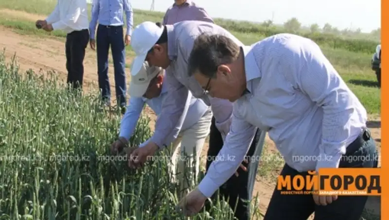 Массового нашествия саранчи не будет в этом году в ЗКО