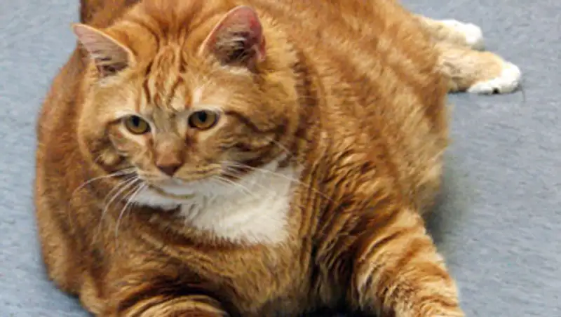 Спасатели проломили стену ради спасения толстого кота, фото - Новости Zakon.kz от 13.11.2013 22:41