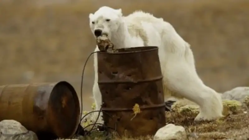Видео с умирающим медведем шокировало Сеть