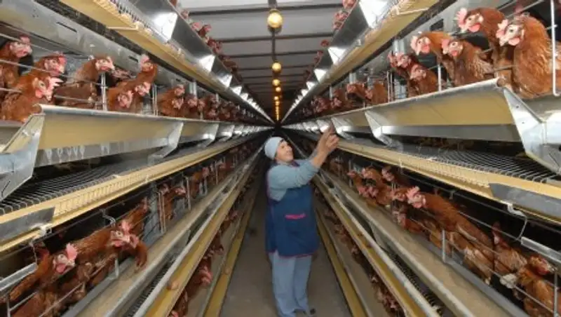 В Акмолинской области появится  собственное производство мяса птицы