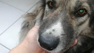 instagram.com, фото - Новости Zakon.kz от 09.09.2020 17:36