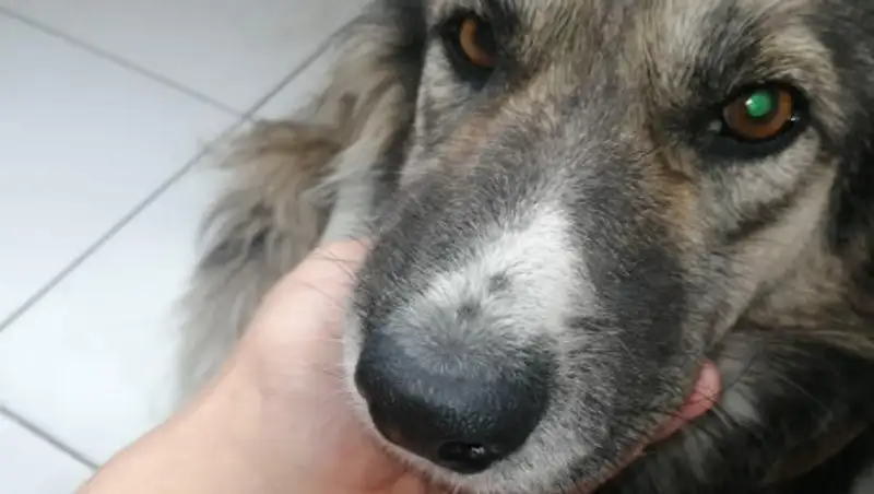 Насилие над собаками в Нур-Султане: идет разбирательство