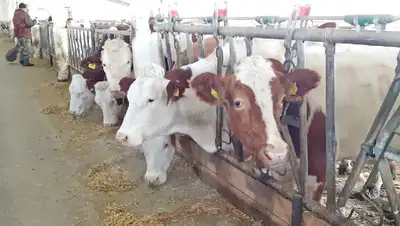 массовый падеж, фото - Новости Zakon.kz от 30.03.2022 14:36