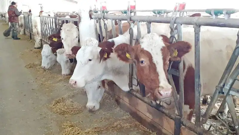 В Атырауской области массово гибнет скот