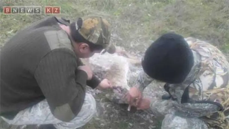 В ЗКО браконьеры убили 30 сайгаков