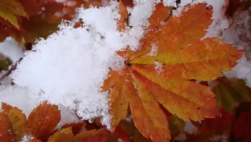 Метель, гололед, усиление ветра прогнозируют синоптики сегодня в большинстве регионов РК