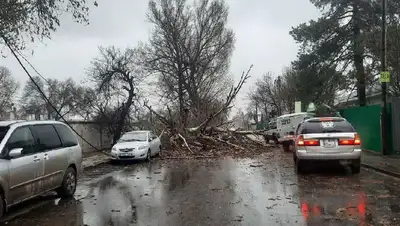 сильный ветер в Алматы, фото - Новости Zakon.kz от 29.03.2022 16:34