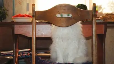 Zakon.kz, фото - Новости Zakon.kz от 02.02.2015 20:46