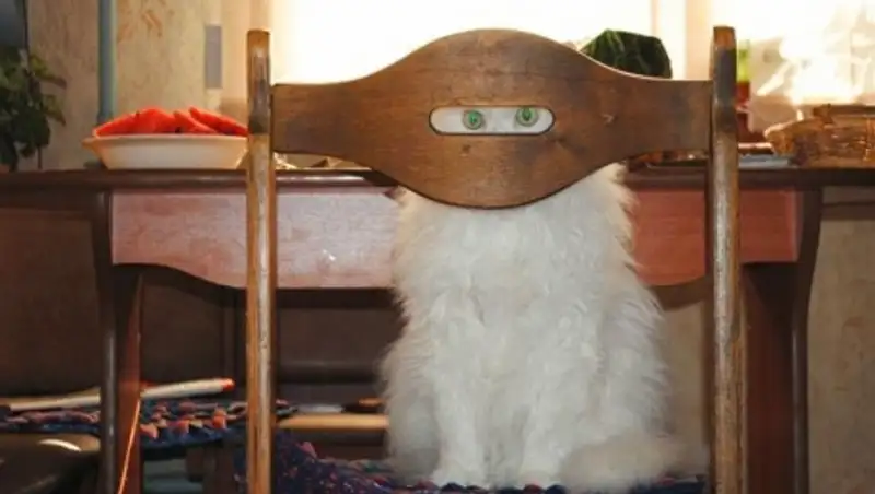 18 доказательств, что коты — многогранные личности