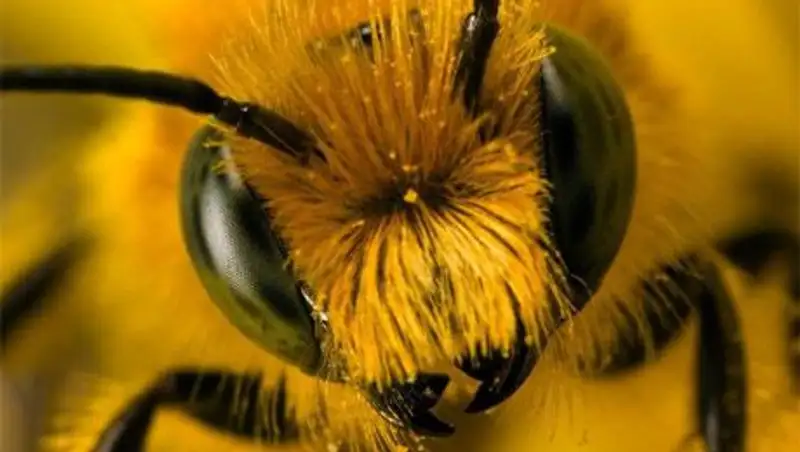 Пчелы ужалили мужчину из Техаса больше тысячи раз